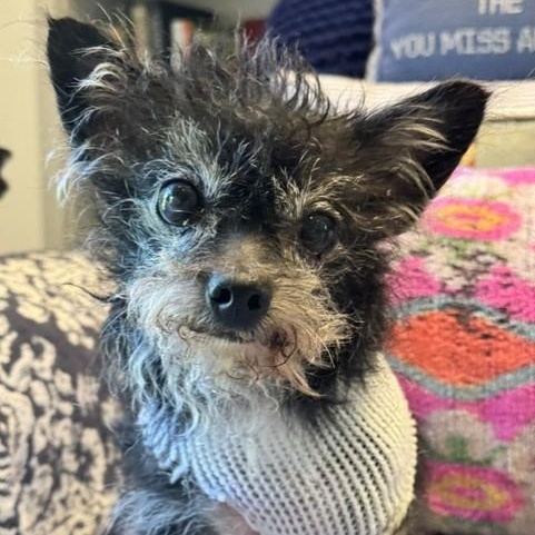 Stella, Adoptable, Senior Female Yorkshire Terrier.