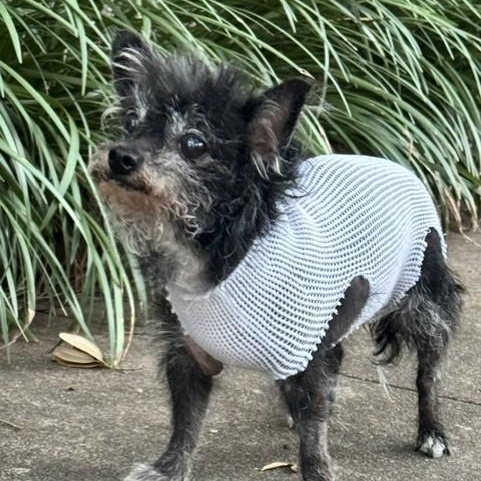 Enlarge Stella, a Adoptable mixed breed in Albany, NY image 2/6