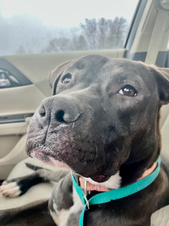 Tina, a Adoptable mixed breed in Shreveport, LA image 2/2