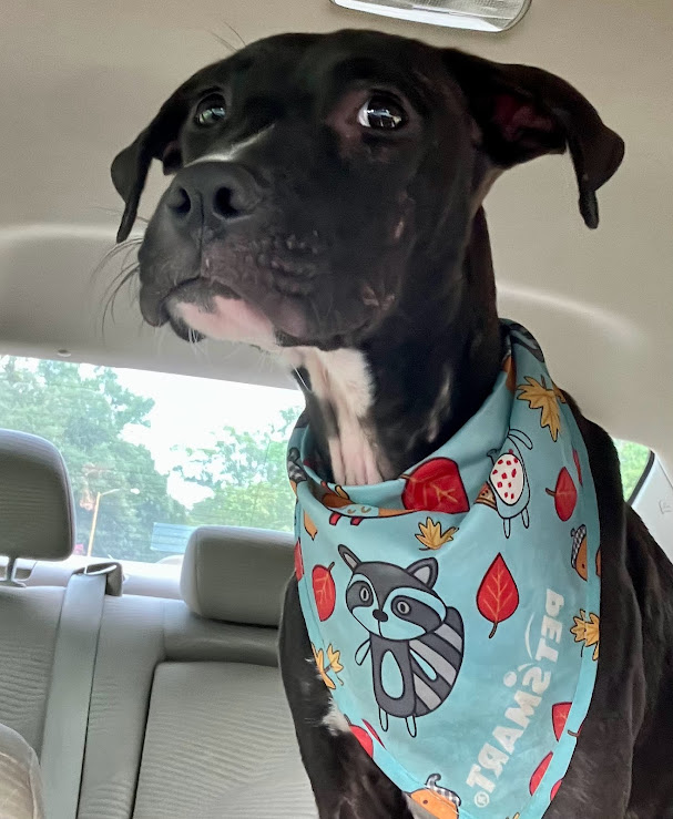 Tina, a Adoptable mixed breed in Shreveport, LA image 1/2