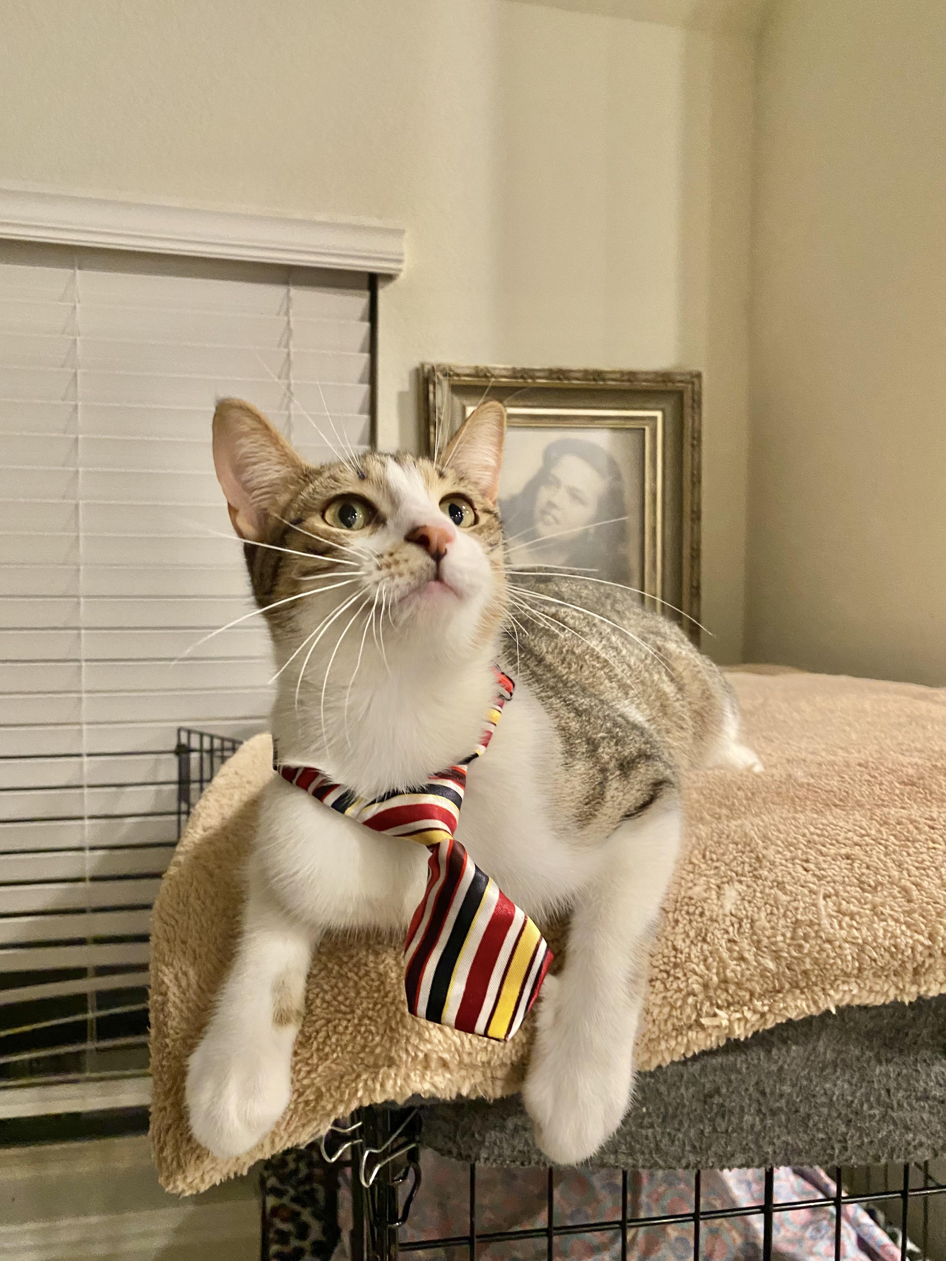 Romeo, a ADOPTABLE Tabby in Dickinson, TX image 3/6