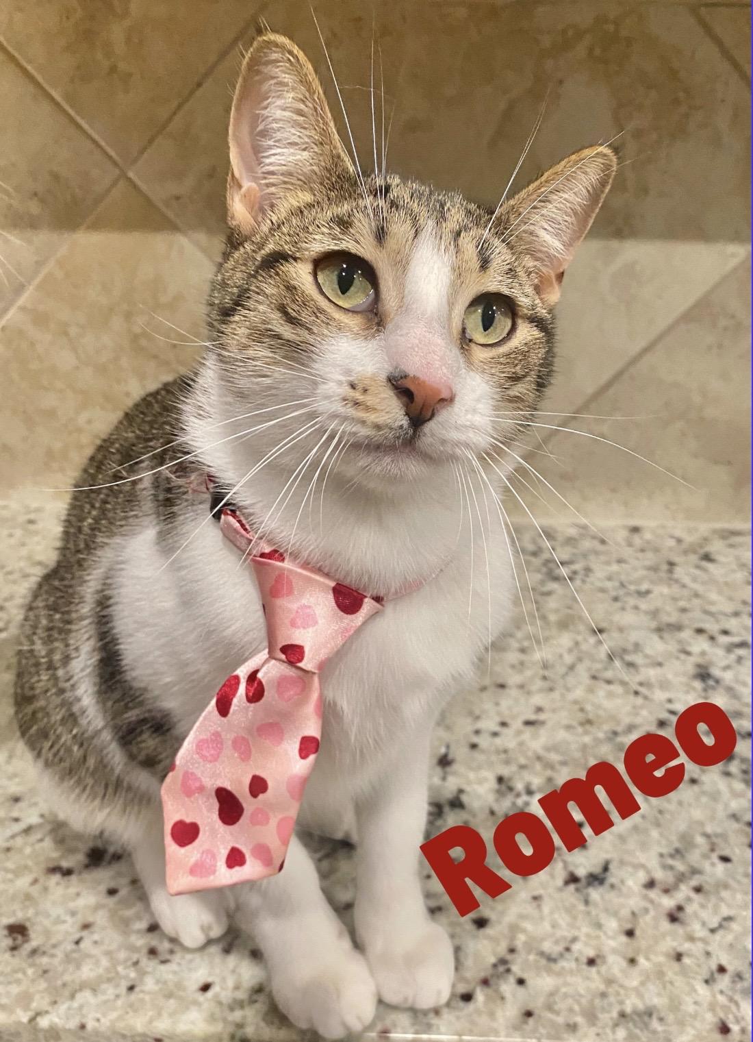 Romeo, ADOPTABLE, Adult Male Tabby.
