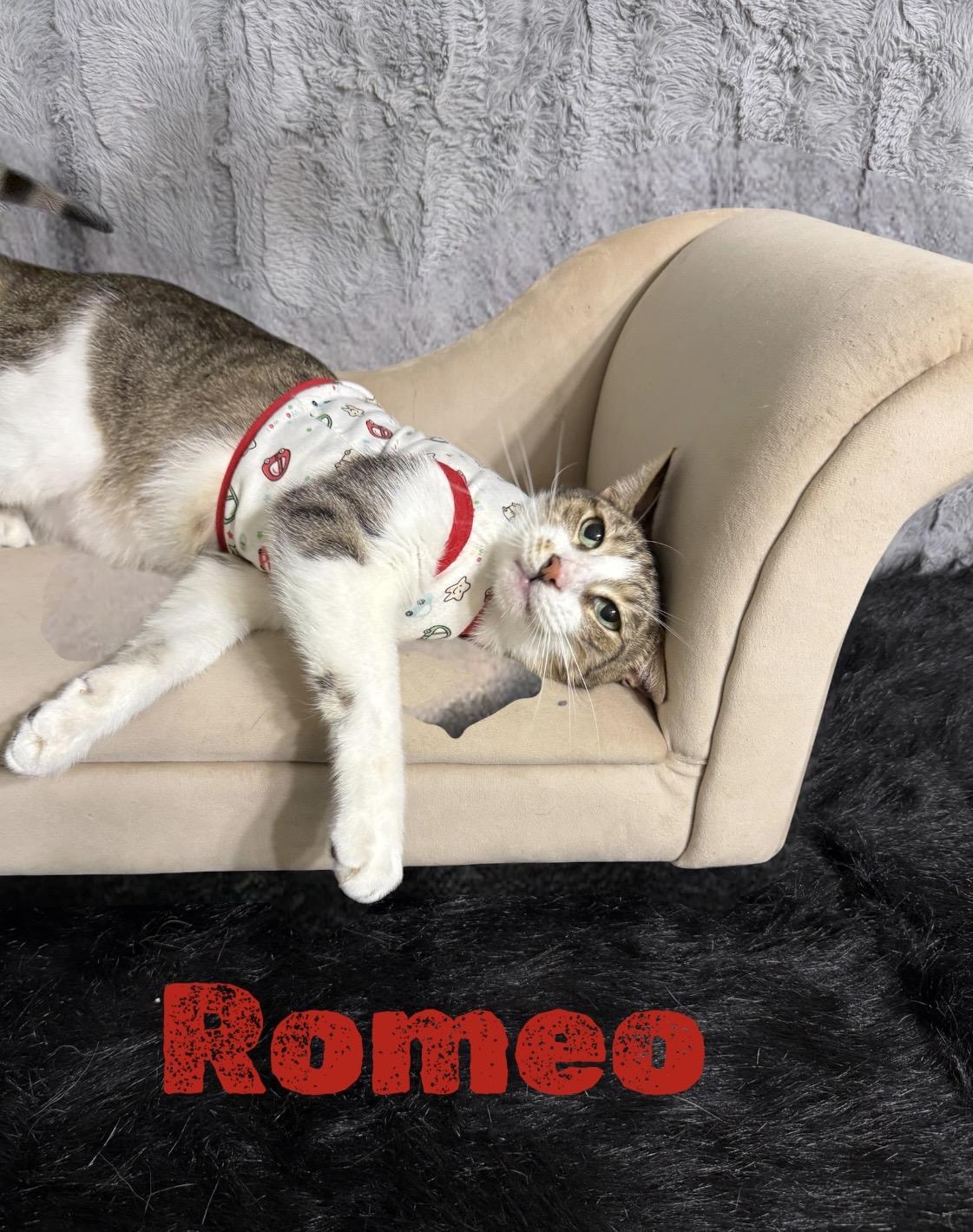 Romeo, a ADOPTABLE Tabby in Dickinson, TX image 4/6
