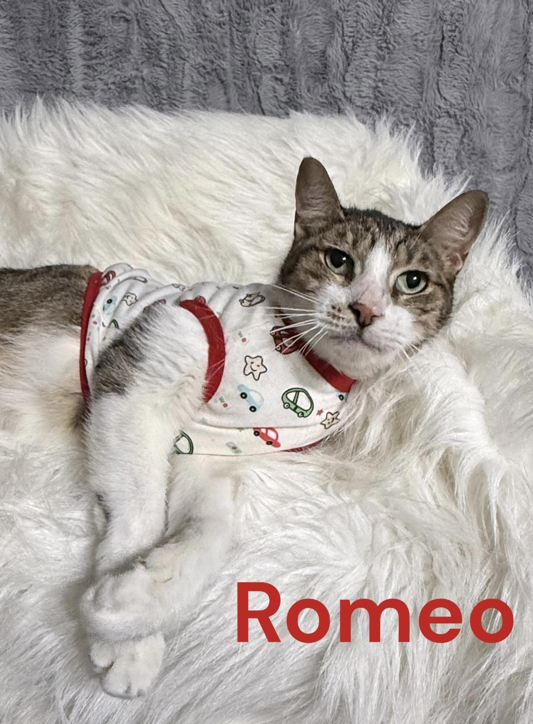Romeo, a ADOPTABLE Tabby in Dickinson, TX image 6/6
