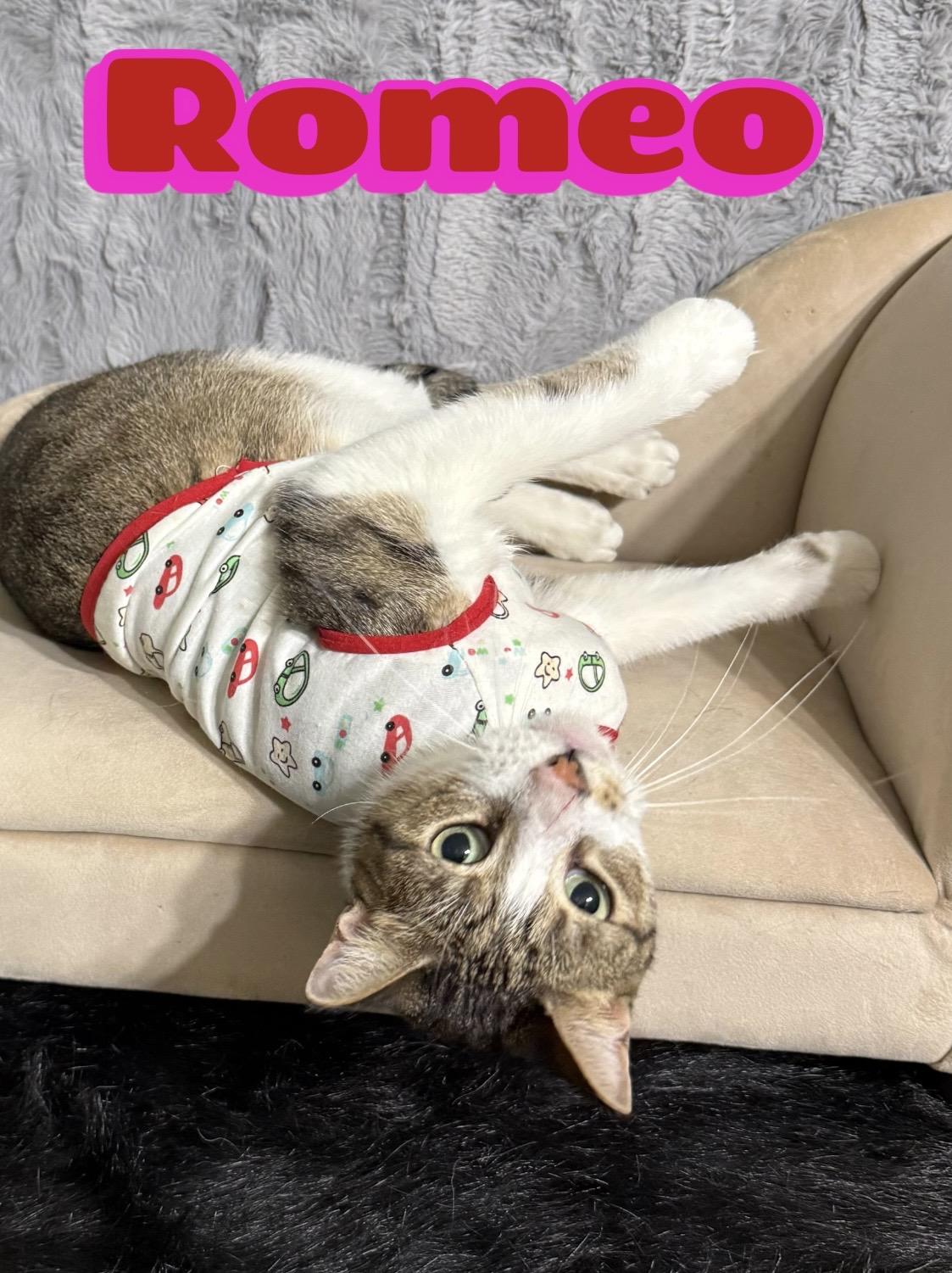 Romeo, a ADOPTABLE Tabby in Dickinson, TX image 2/6