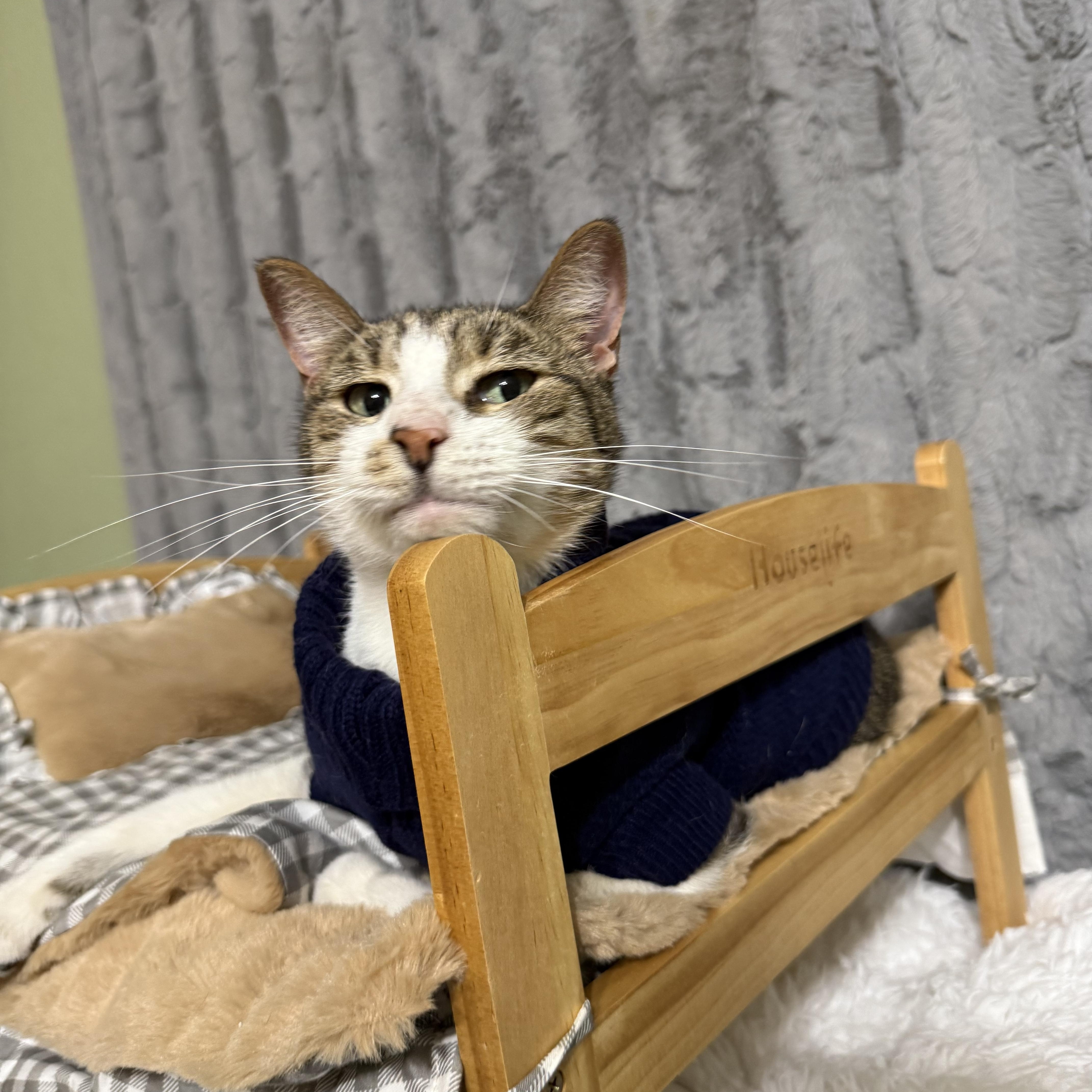 Romeo, a ADOPTABLE Tabby in Dickinson, TX image 5/6