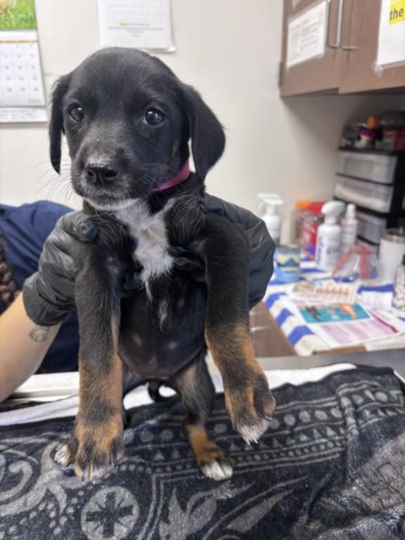 Enlarge THUNDERCRACKER, a Adoptable mixed breed in Norco, CA image 1/1