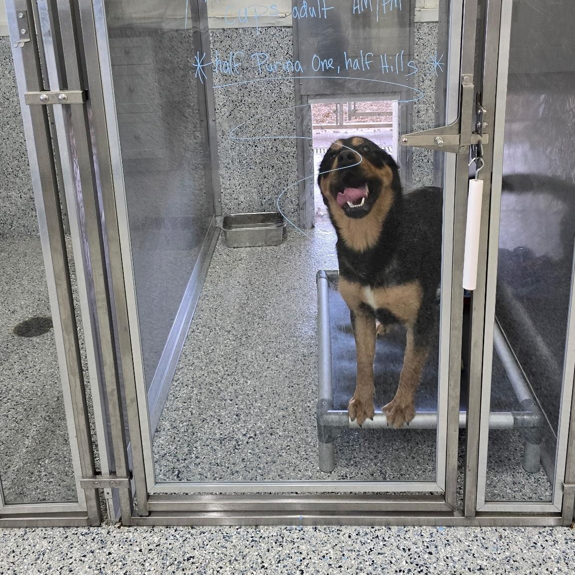 Enlarge Adak, a ADOPTABLE mixed breed in Lincoln, IL image 3/3