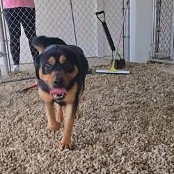 Enlarge Adak, a ADOPTABLE mixed breed in Lincoln, IL image 2/3