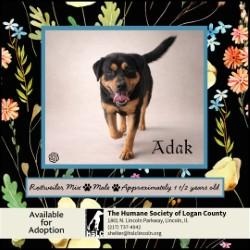 Adak, ADOPTABLE, Adult Male Rottweiler & German Shepherd Dog.