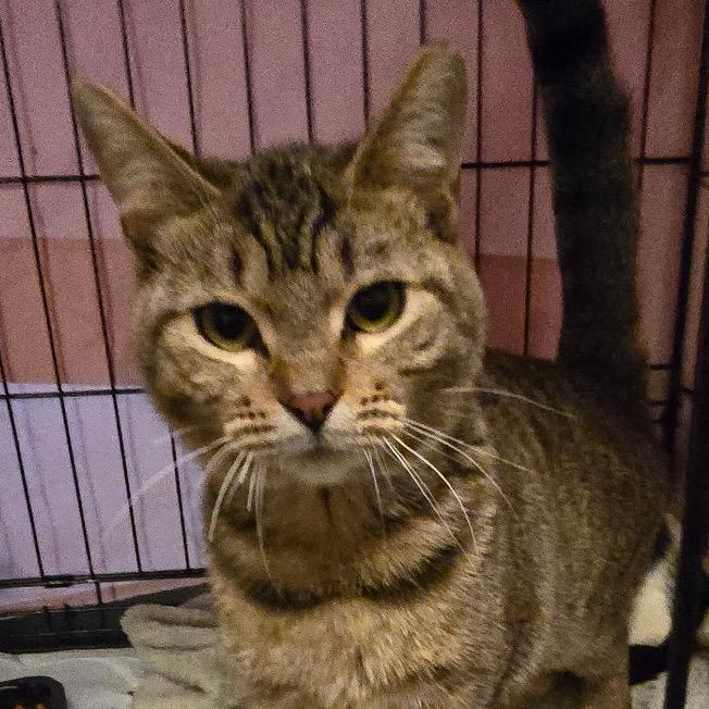 Holdin Aka Mint Chip, Adoptable, Young Male Domestic Short Hair.