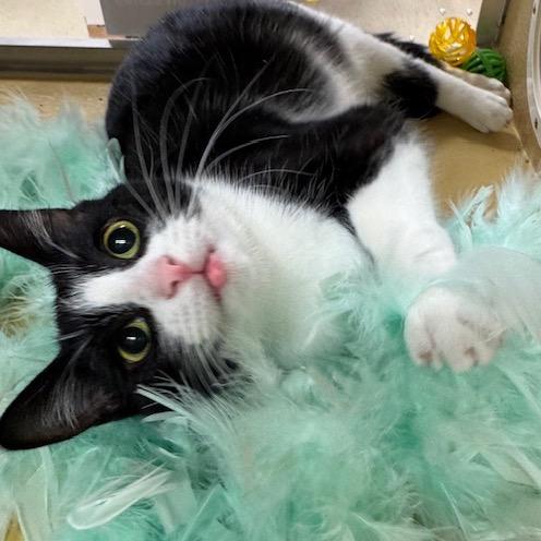 Courage Carmine 55252, Adoptable, Young Female Domestic Short Hair.