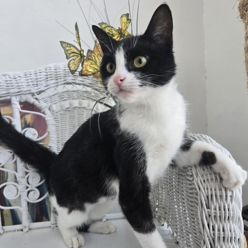 Enlarge Courage Carmine 55252, a Adoptable Domestic Short Hair in Eaton Rapids, MI image 5/6