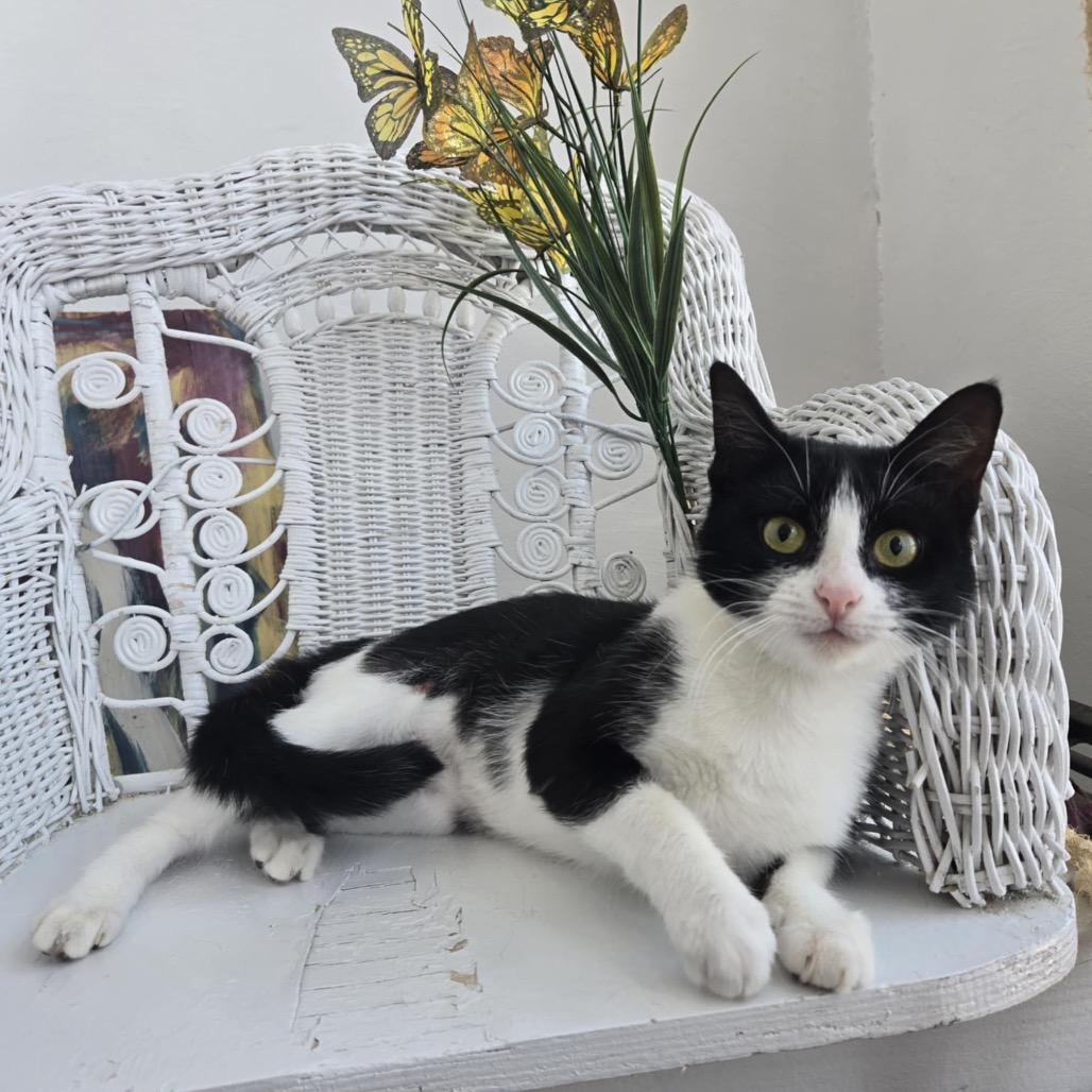 Enlarge Courage Carmine 55252, a Adoptable Domestic Short Hair in Eaton Rapids, MI image 6/6