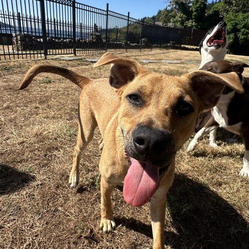 Gawain, Adoptable, Young Male Mixed Breed.