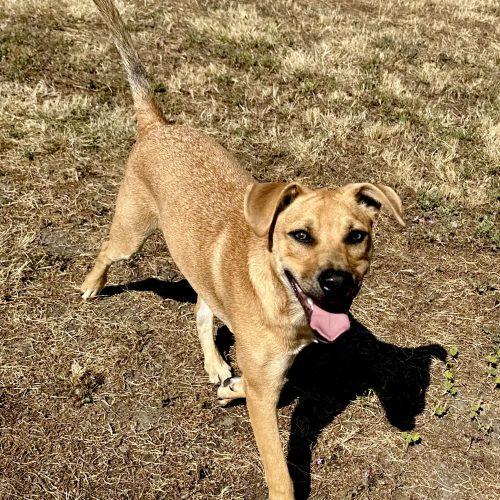 Gawain, a Adoptable mixed breed in Vashon Island, WA image 2/4