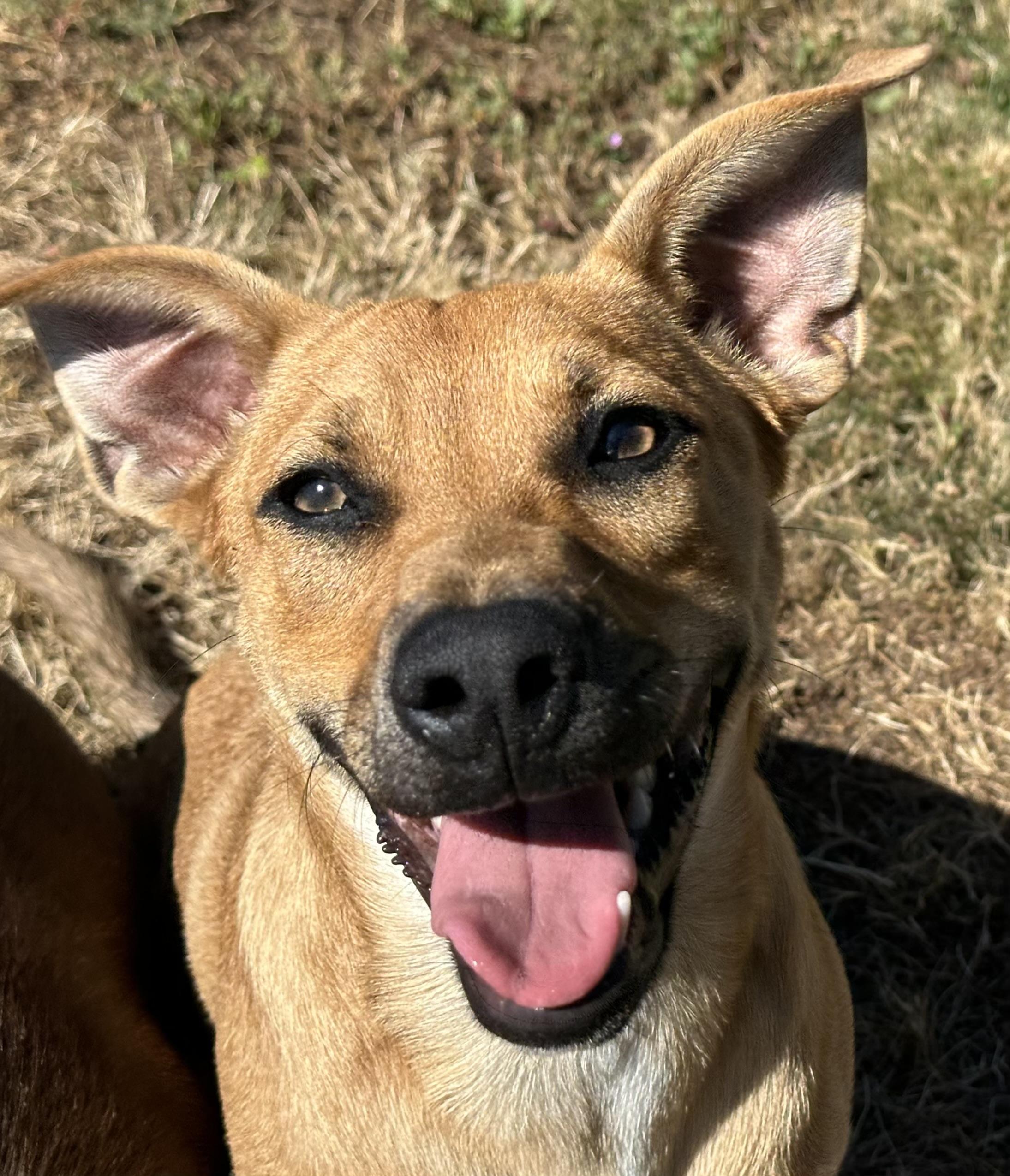 Gawain, a Adoptable mixed breed in Vashon Island, WA image 3/4