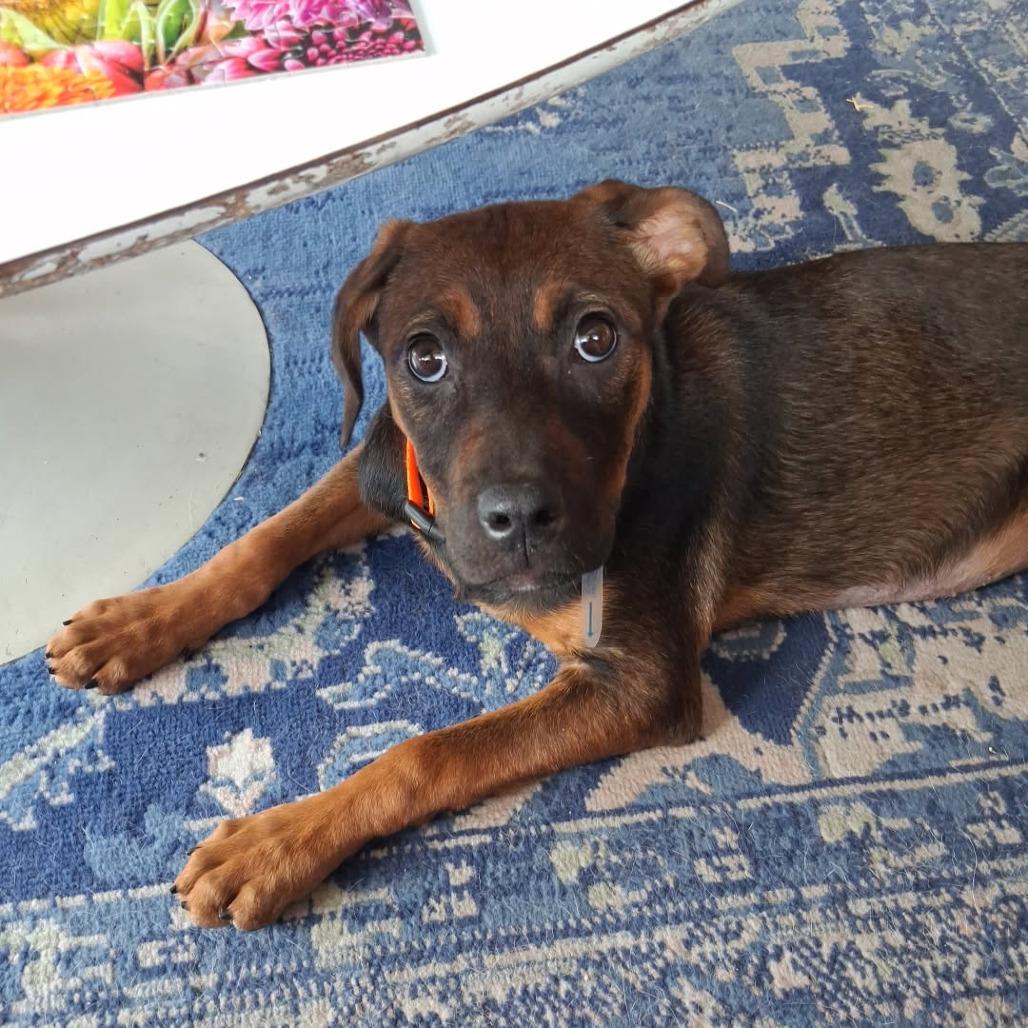 582 (2026) Margot, Adoptable, Puppy Female Shepherd & Mixed Breed.