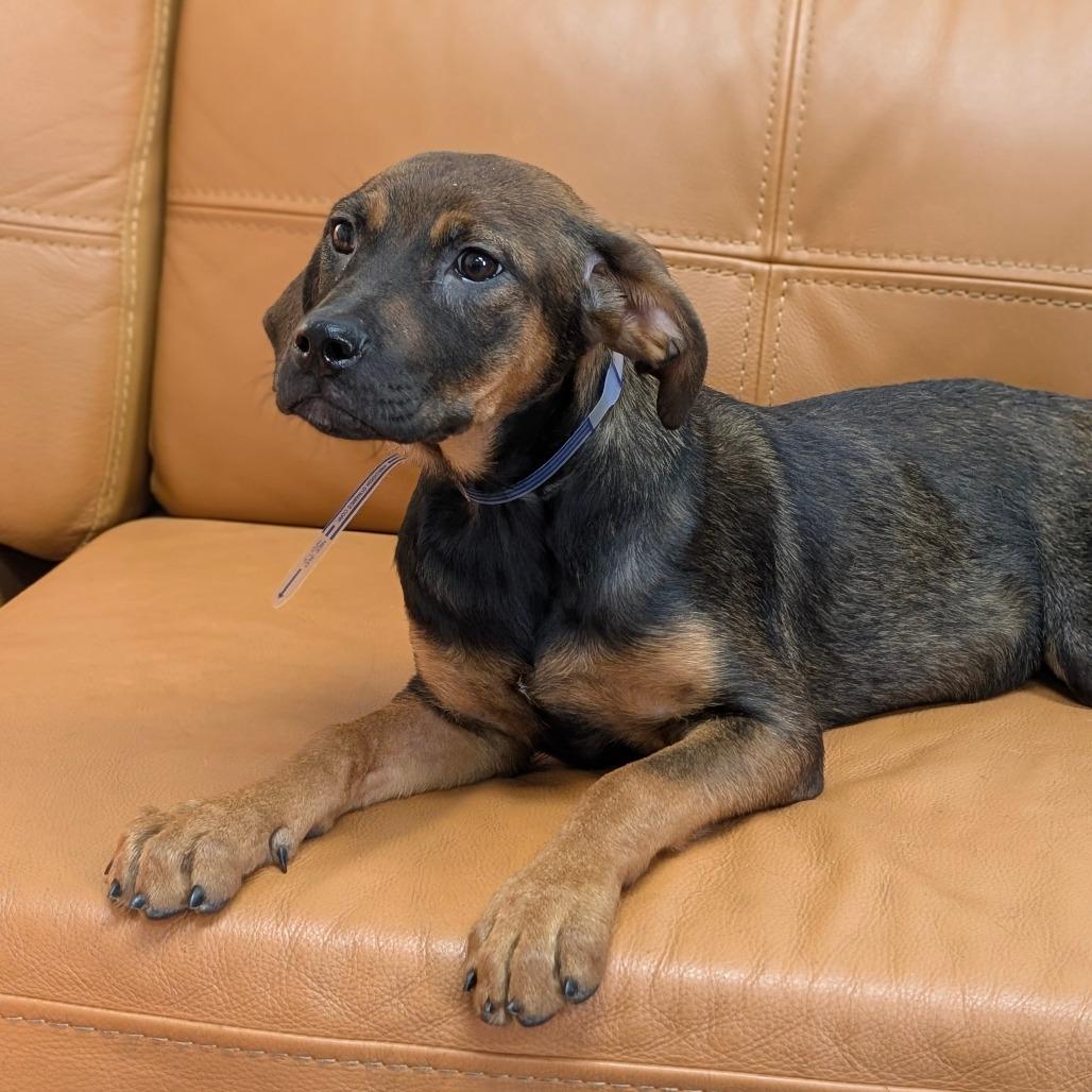 Enlarge 582 (2026) Margot, a Adoptable mixed breed in Parker, CO image 2/5