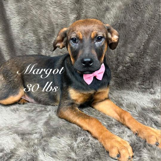 Enlarge 582 (2026) Margot, a Adoptable mixed breed in Parker, CO image 3/5