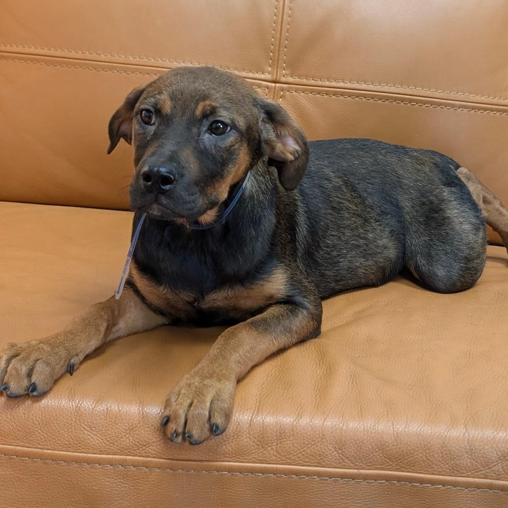 Enlarge 582 (2026) Margot, a Adoptable mixed breed in Parker, CO image 5/5
