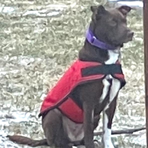 Enlarge Brookie, a Adoptable Mixed Breed in Kokomo, IN image 1/5