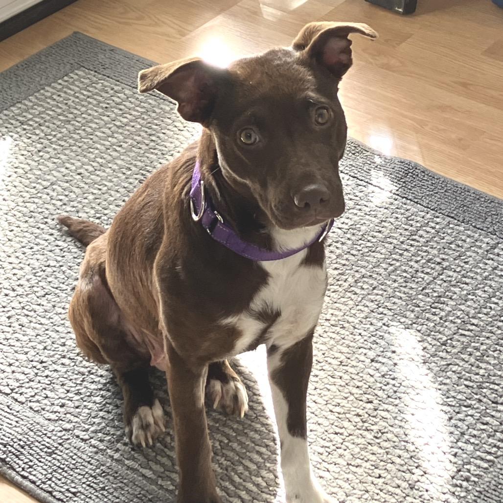 Enlarge Brookie, a Adoptable Mixed Breed in Kokomo, IN image 2/5