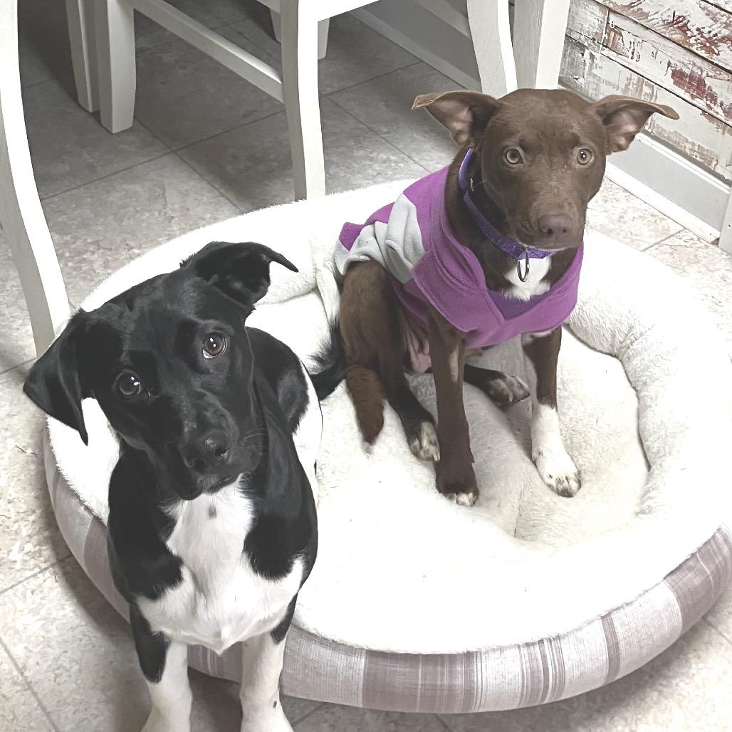 Enlarge Brookie, a Adoptable Mixed Breed in Kokomo, IN image 4/5