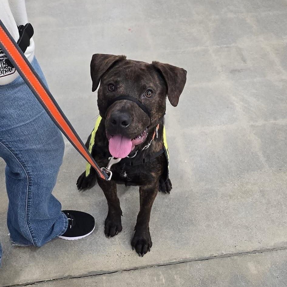 buddy, Adoptable, Adult Male Mixed Breed.