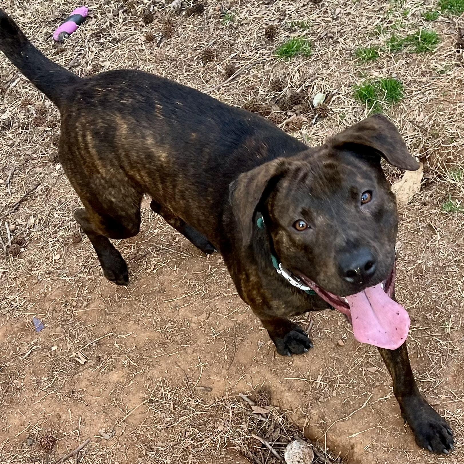 buddy, a Adoptable Mixed Breed in Hickory, NC image 2/6