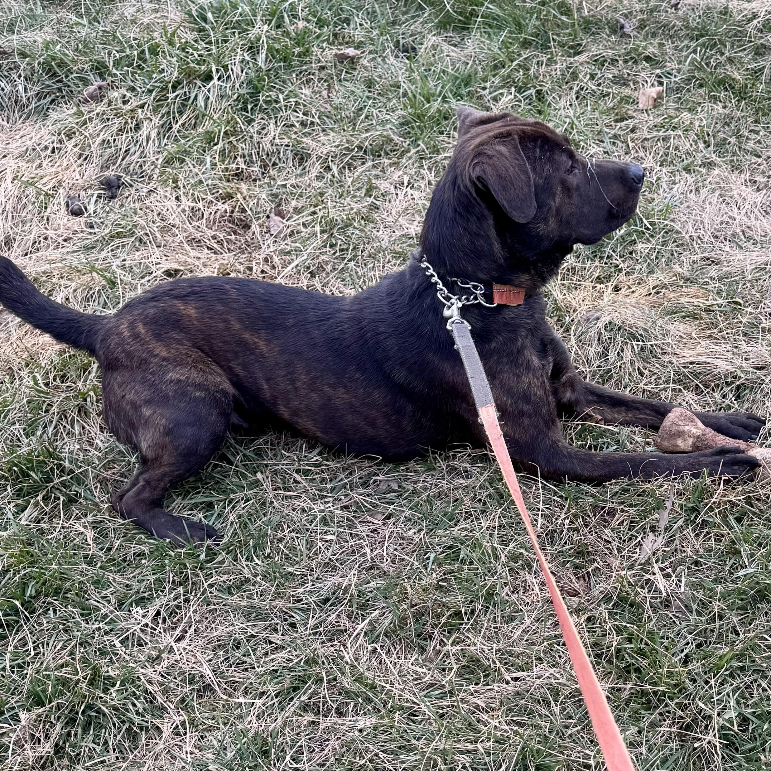buddy, a Adoptable Mixed Breed in Hickory, NC image 3/6