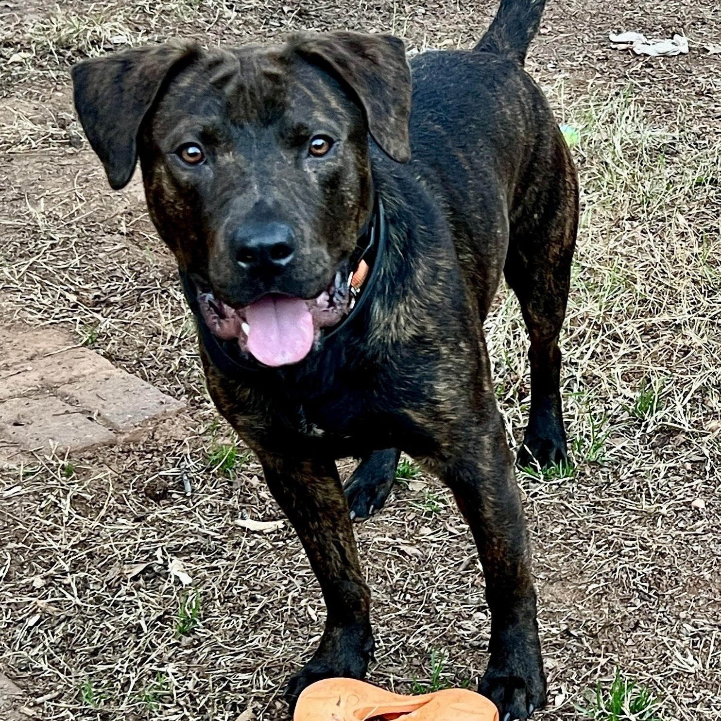 buddy, a Adoptable Mixed Breed in Hickory, NC image 4/6