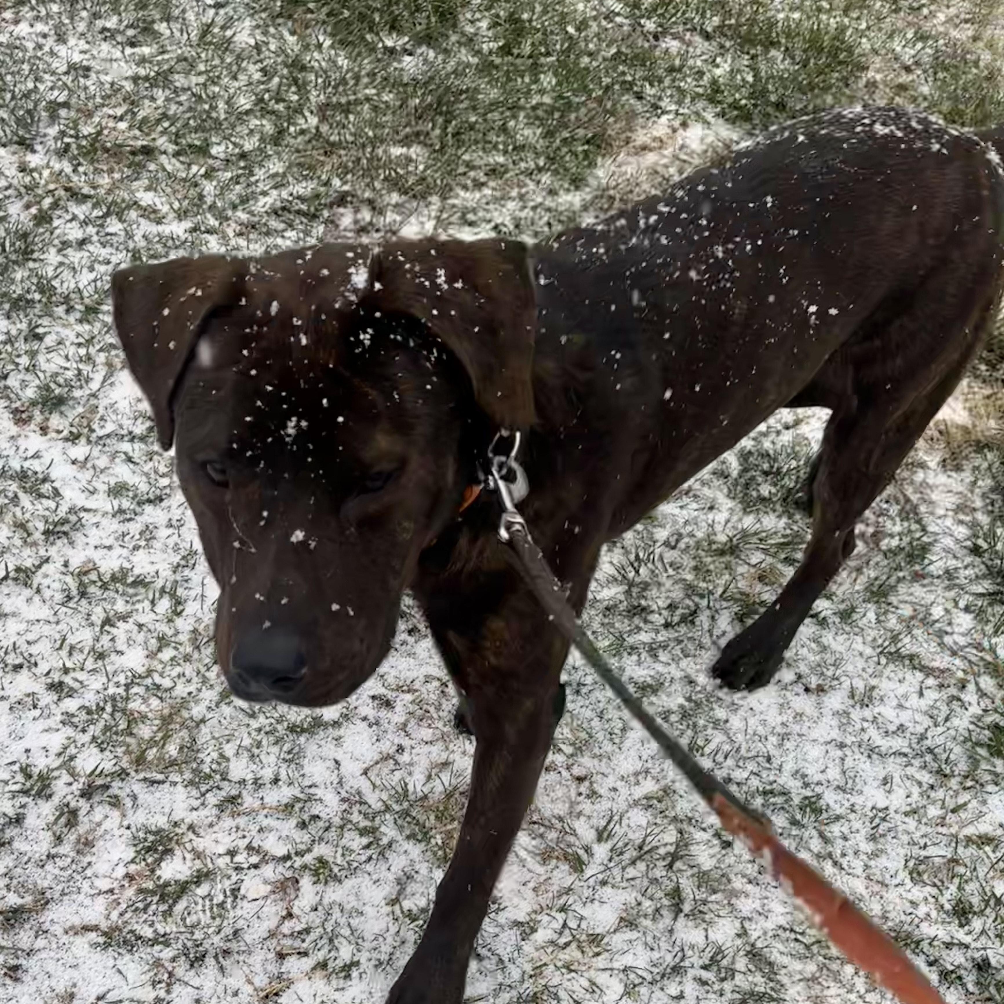 buddy, a Adoptable Mixed Breed in Hickory, NC image 5/6