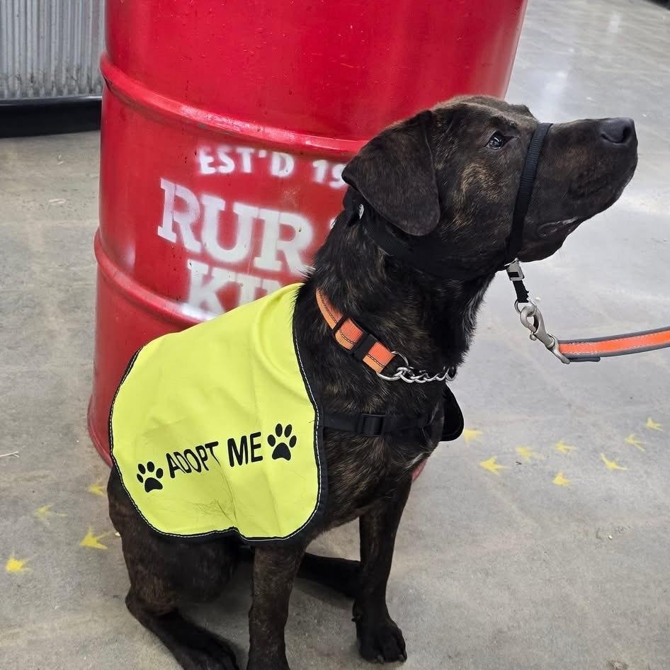 buddy, a Adoptable Mixed Breed in Hickory, NC image 6/6