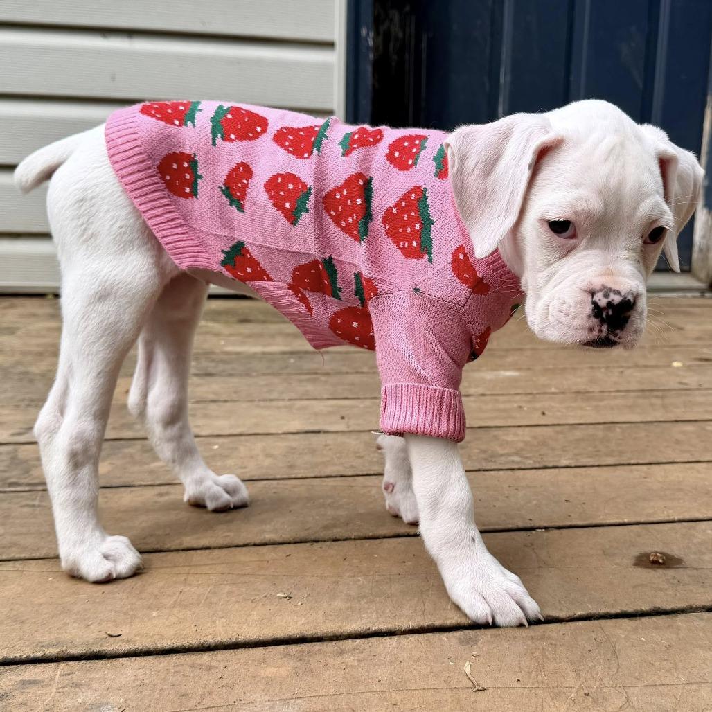 Ivy, Adoptable, Puppy Female Boxer.