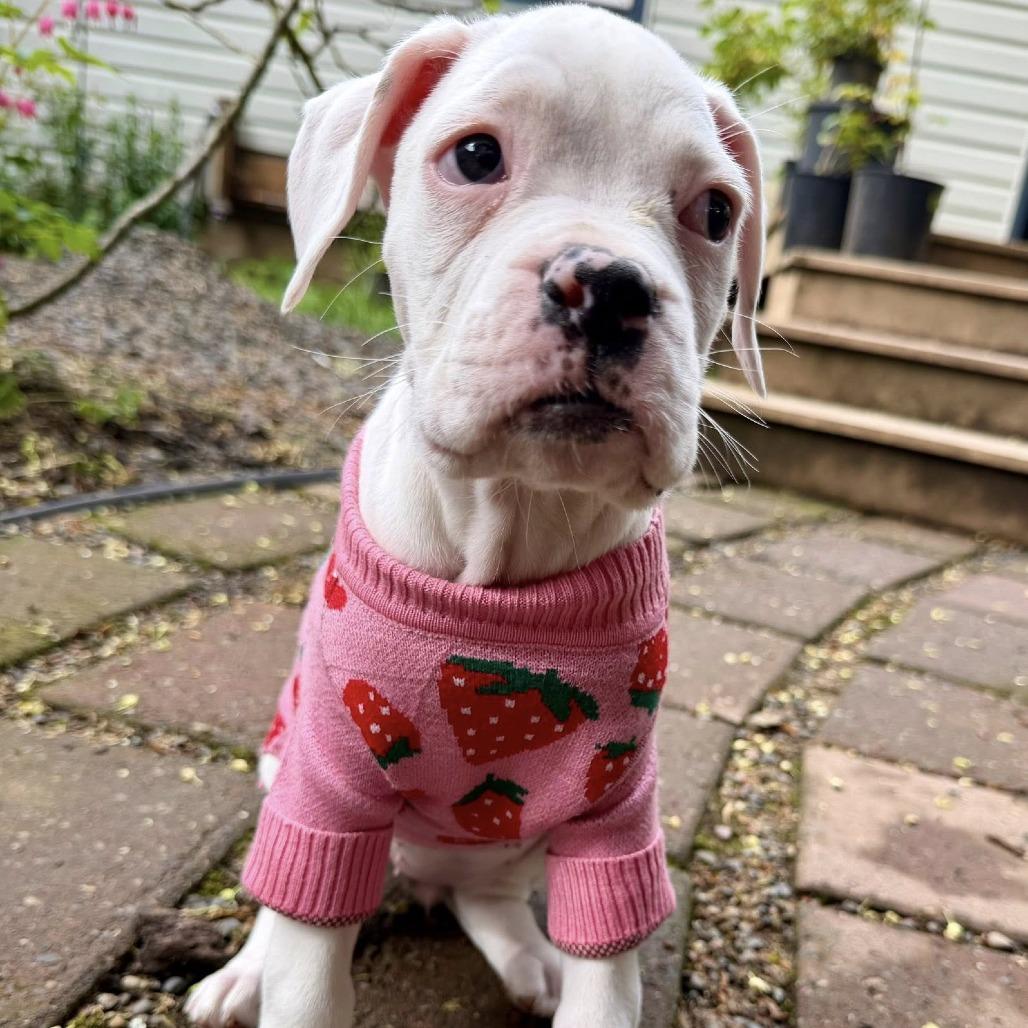 Enlarge Ivy, a Adoptable Boxer in McMinnville, OR image 2/6