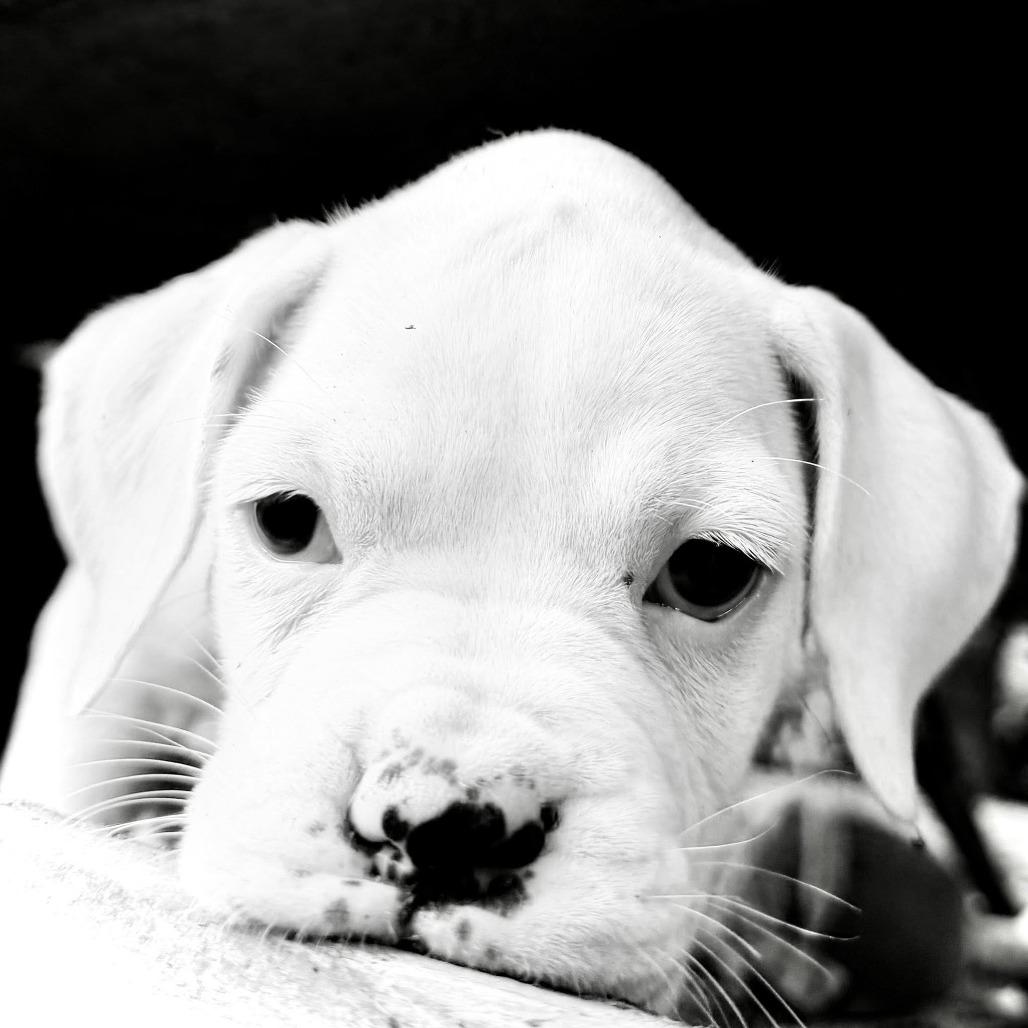 Enlarge Ivy, a Adoptable Boxer in McMinnville, OR image 3/6