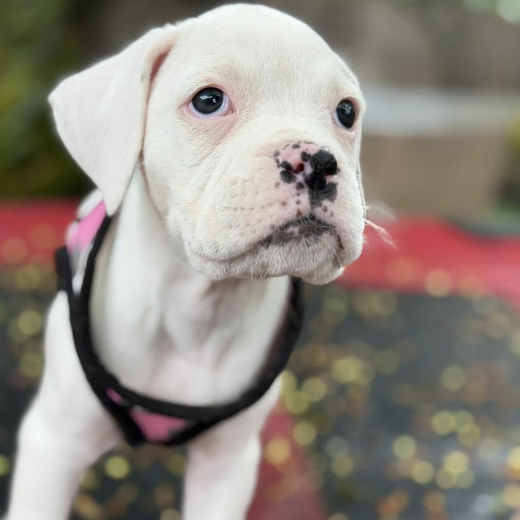 Enlarge Ivy, a Adoptable Boxer in McMinnville, OR image 4/6