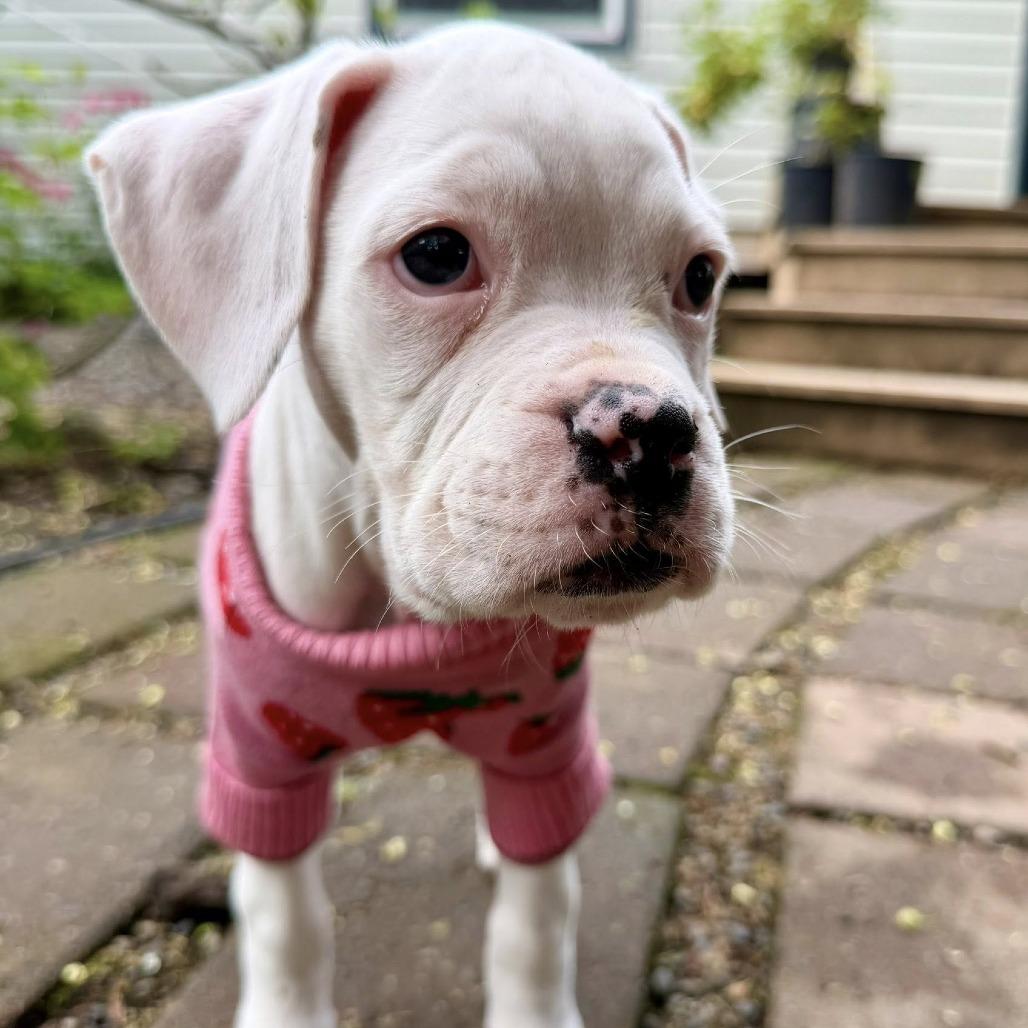 Enlarge Ivy, a Adoptable Boxer in McMinnville, OR image 5/6