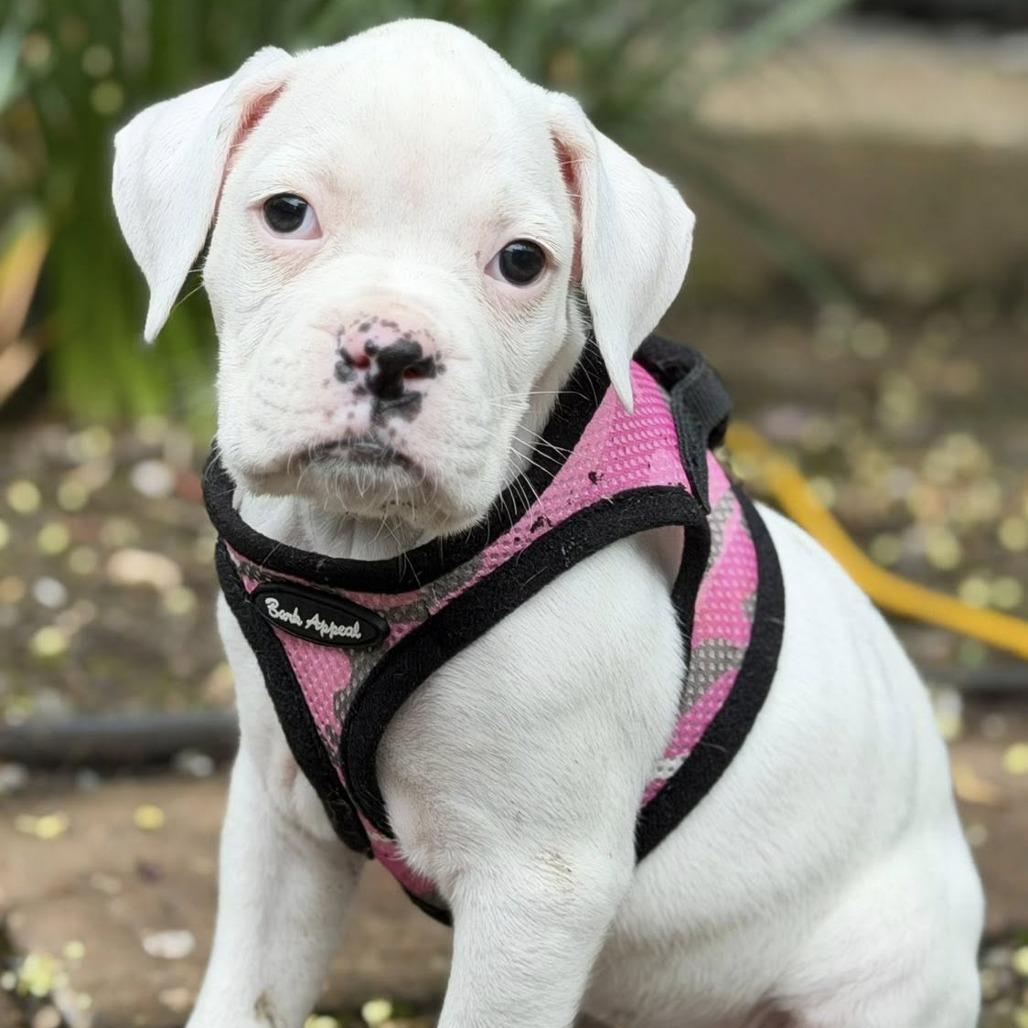 Enlarge Ivy, a Adoptable Boxer in McMinnville, OR image 6/6