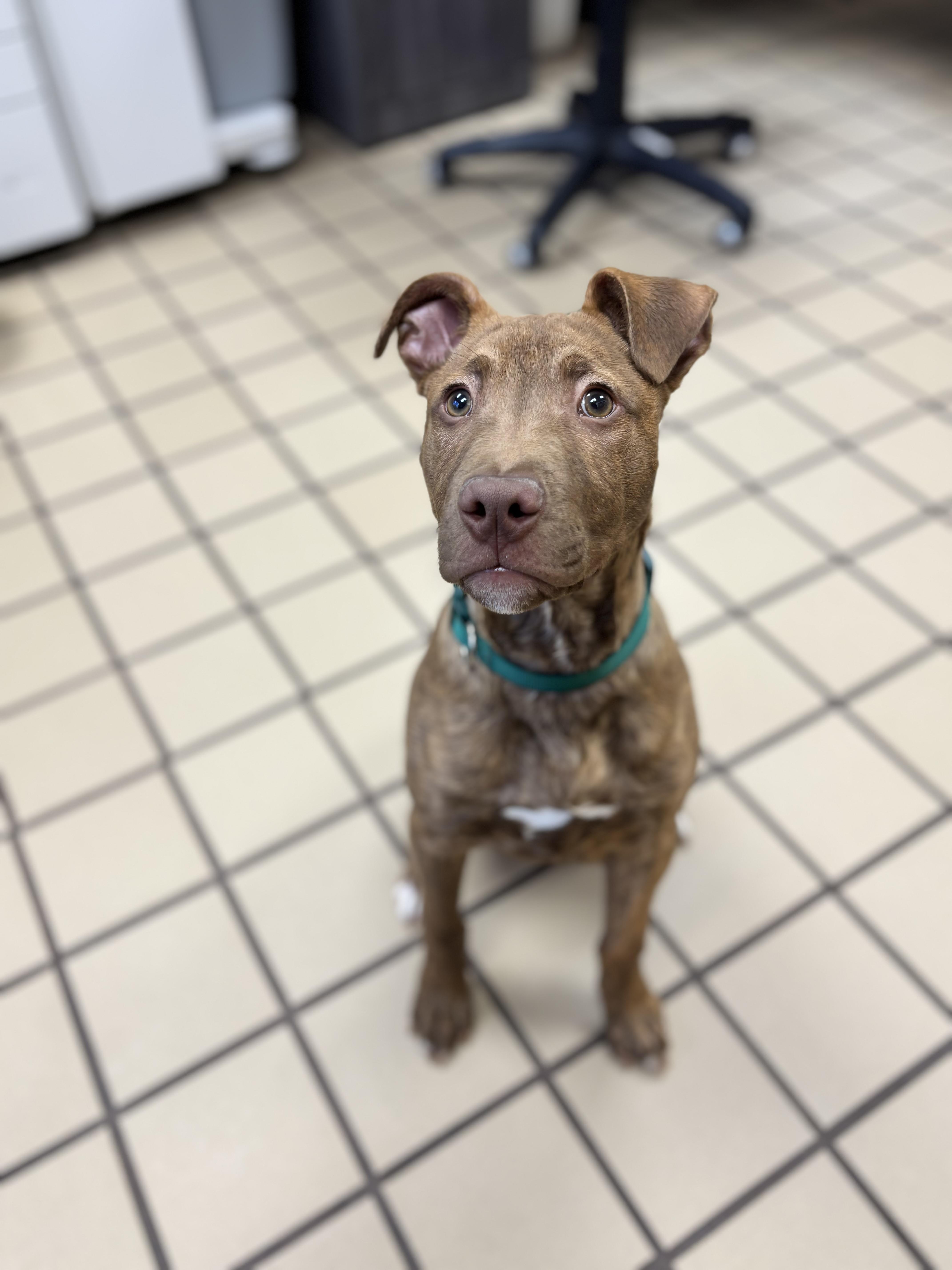 Beau, adopted, Puppy Male Boxer & Pit Bull Terrier.