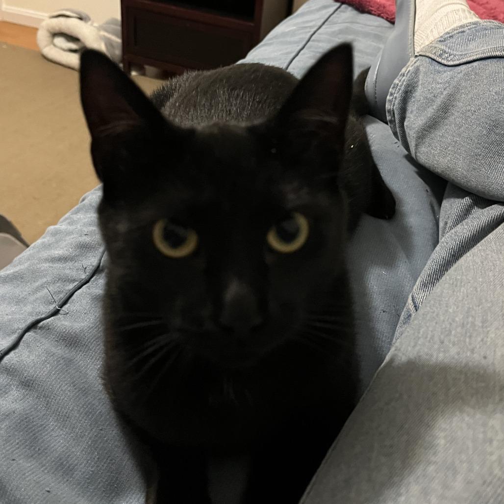 Enlarge Spaghetti, a Adoptable Domestic Short Hair in Wakefield, MA image 1/3