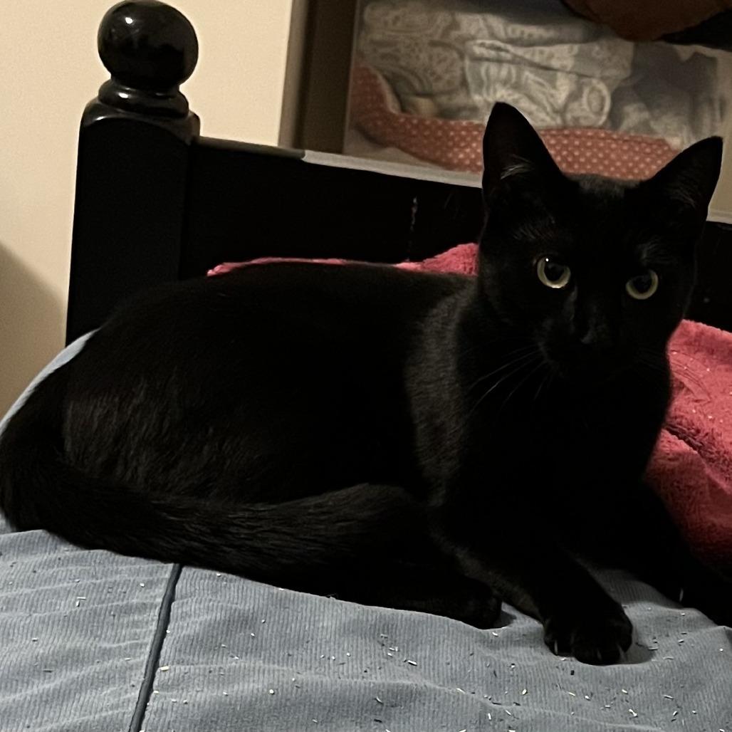 Enlarge Spaghetti, a Adoptable Domestic Short Hair in Wakefield, MA image 2/3