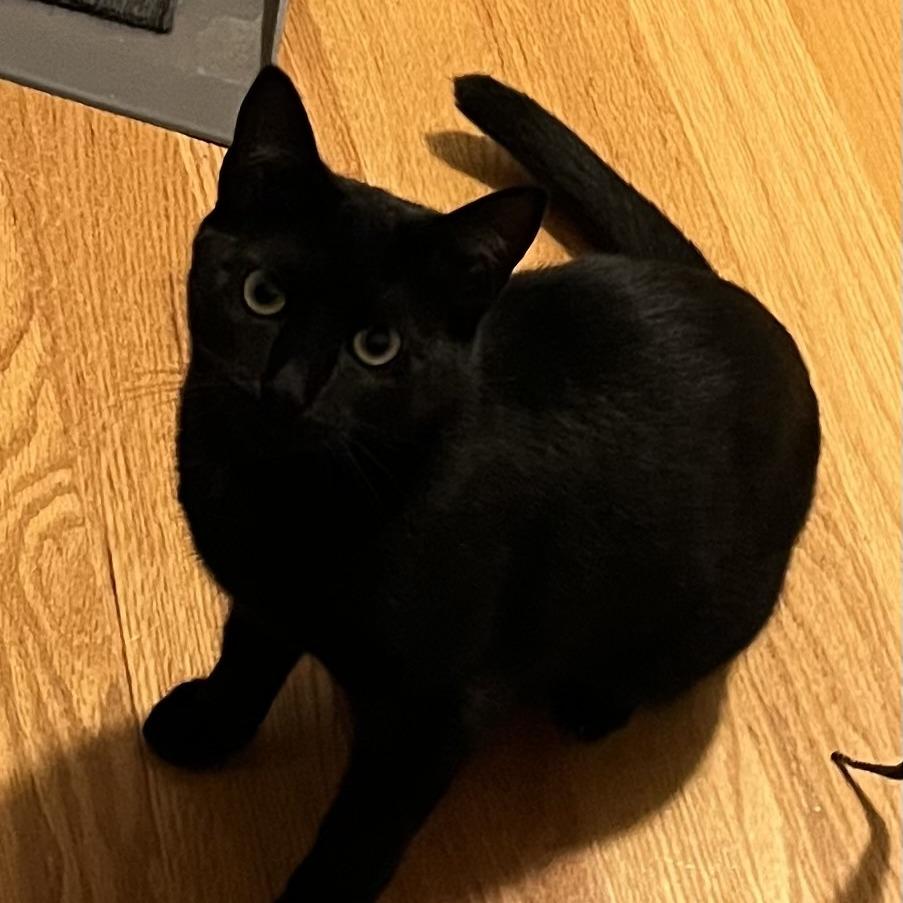 Enlarge Spaghetti, a Adoptable Domestic Short Hair in Wakefield, MA image 3/3