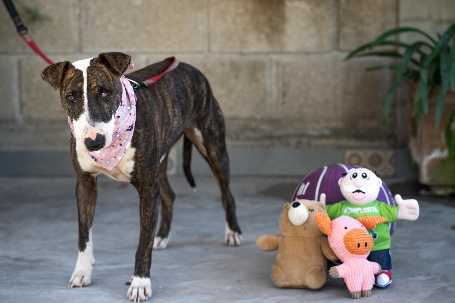 Enlarge Princess, a Adoptable mixed breed in Victoria, BC image 5/6