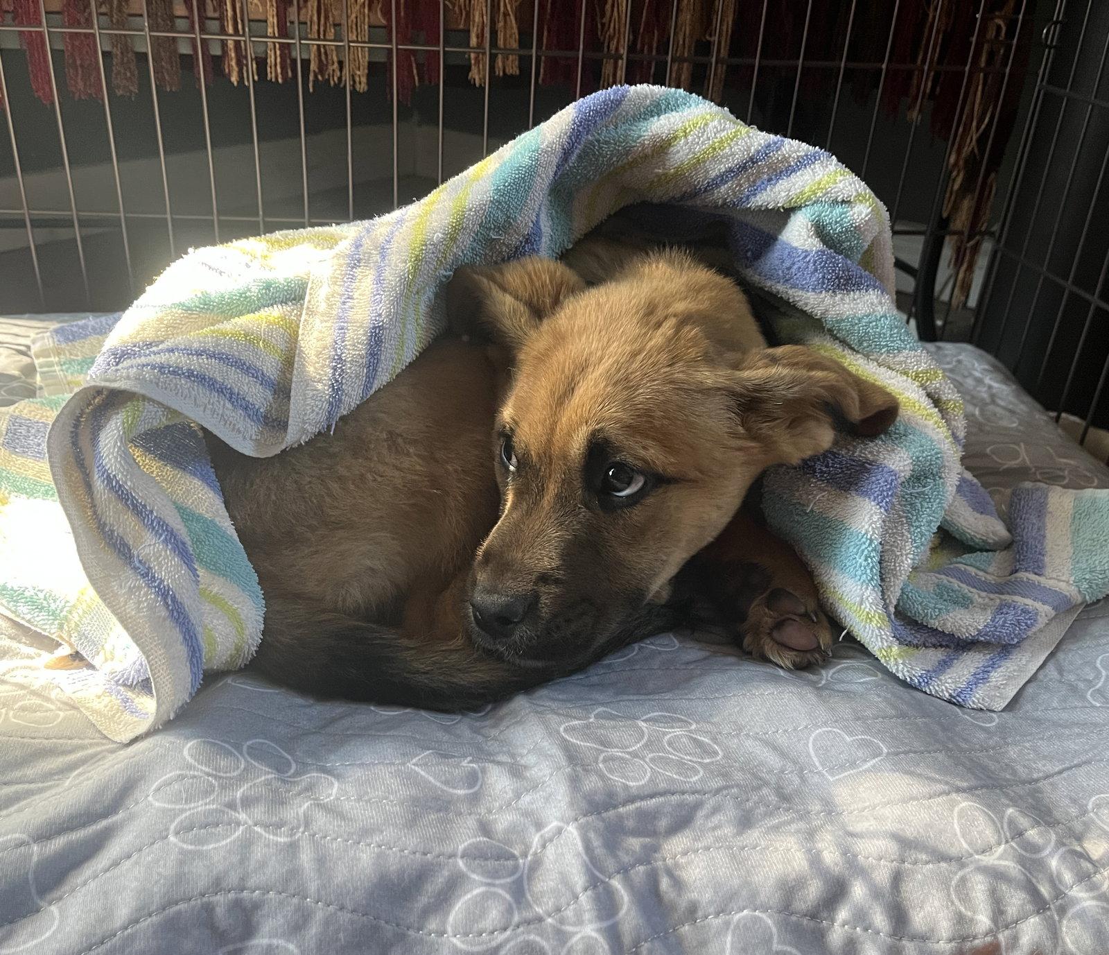 Eddie Money, Adopted, Young Male German Shepherd Dog.