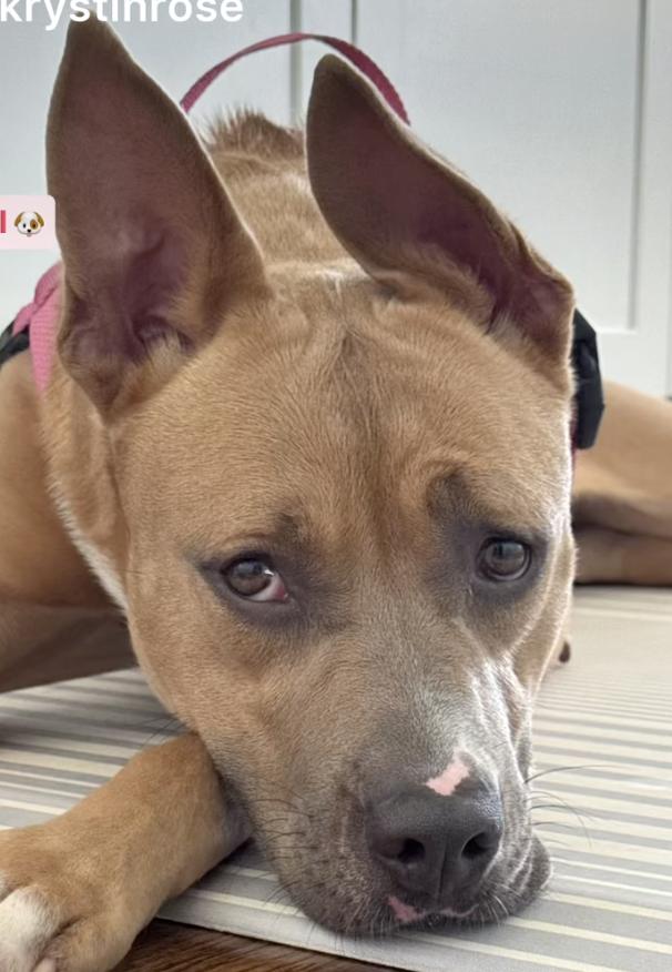 Sadie, a ADOPTABLE mixed breed in Tinton Falls, NJ image 1/2
