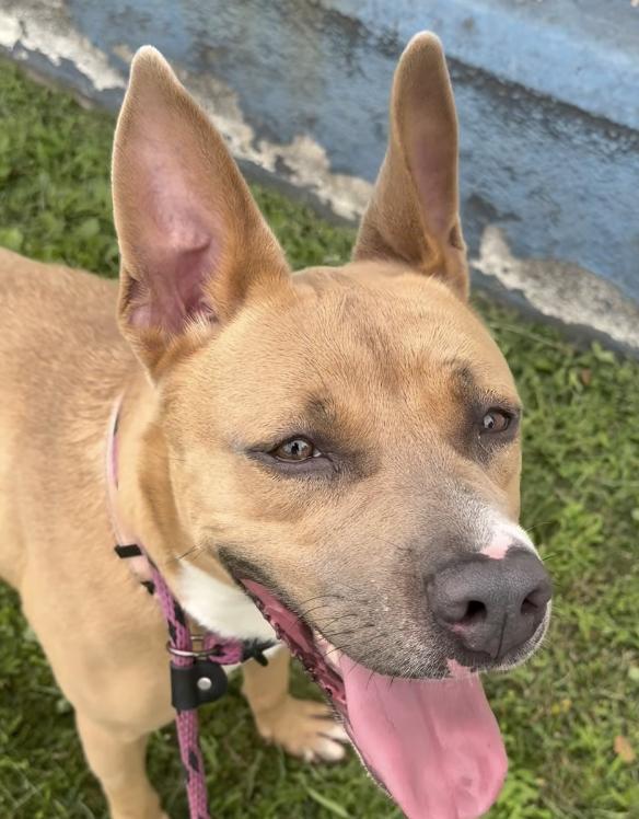 Sadie, a ADOPTABLE mixed breed in Tinton Falls, NJ image 2/2