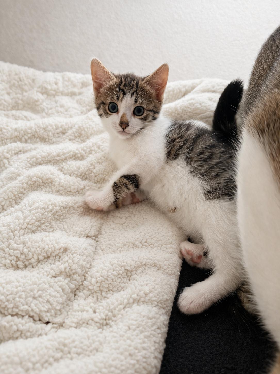 Polly, Adopted, Young Female Domestic Short Hair.
