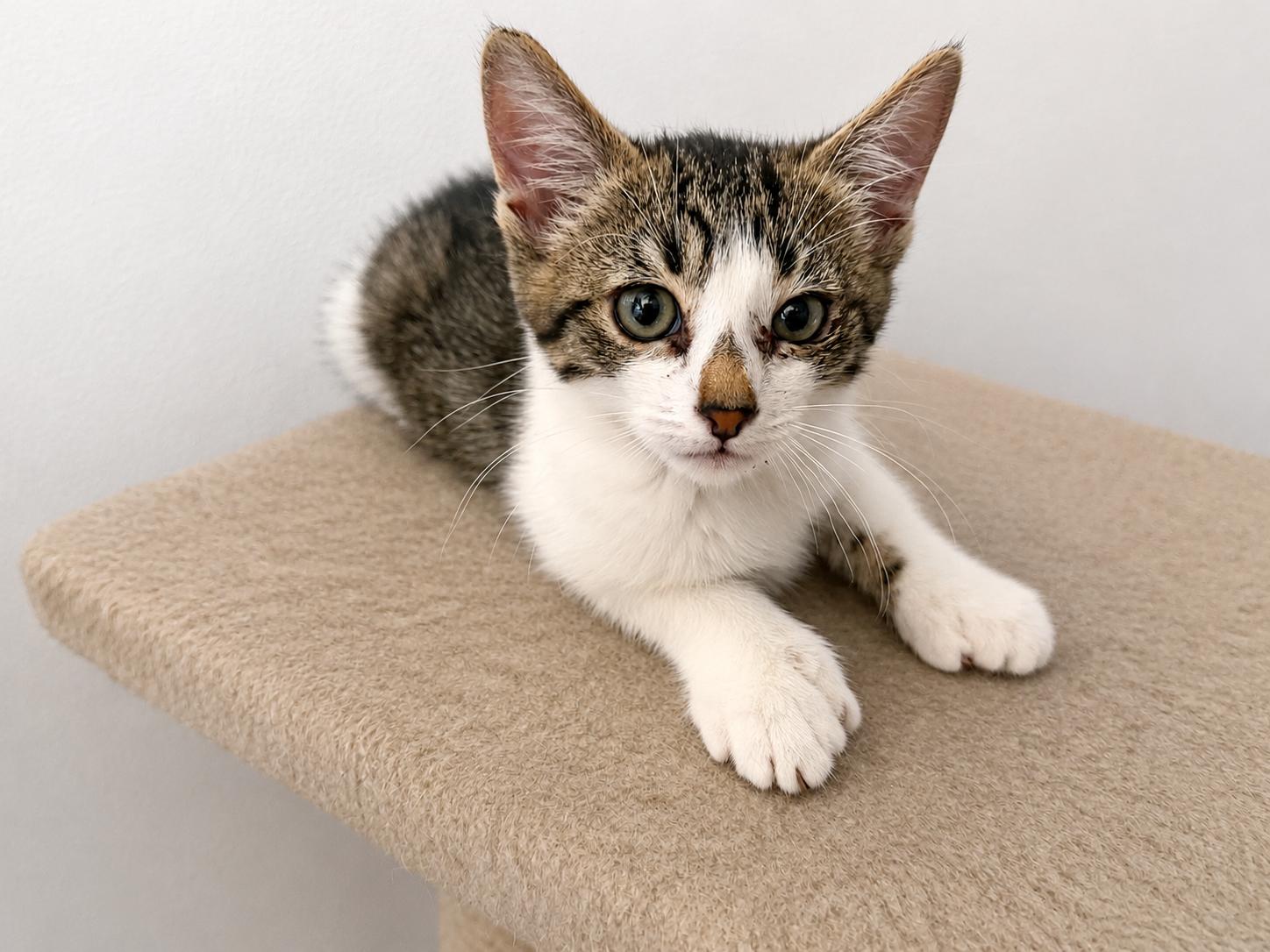 Enlarge Polly, a Adopted Domestic Short Hair in Rio Linda, CA image 3/3